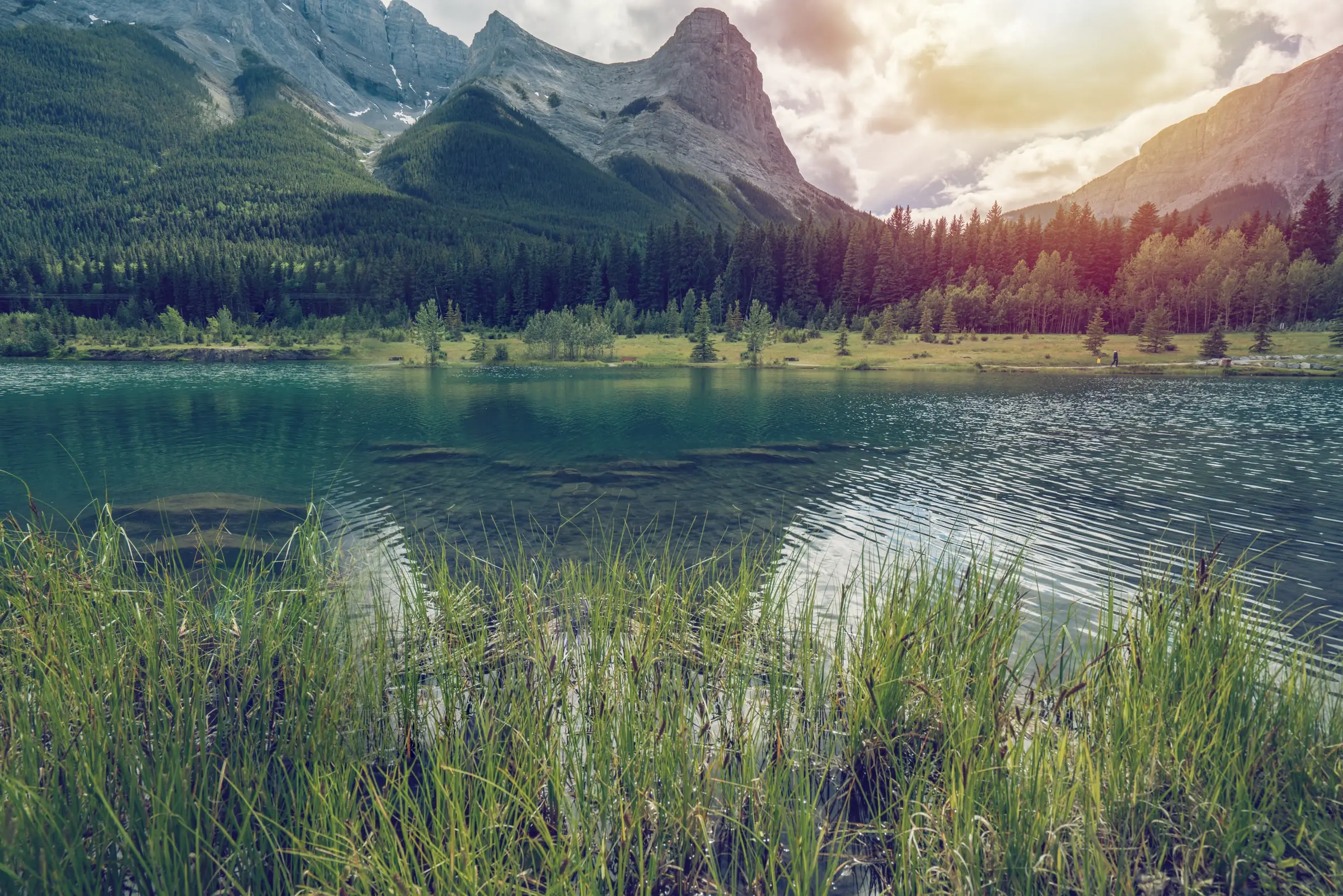 A mountain lake with forest and pine trees