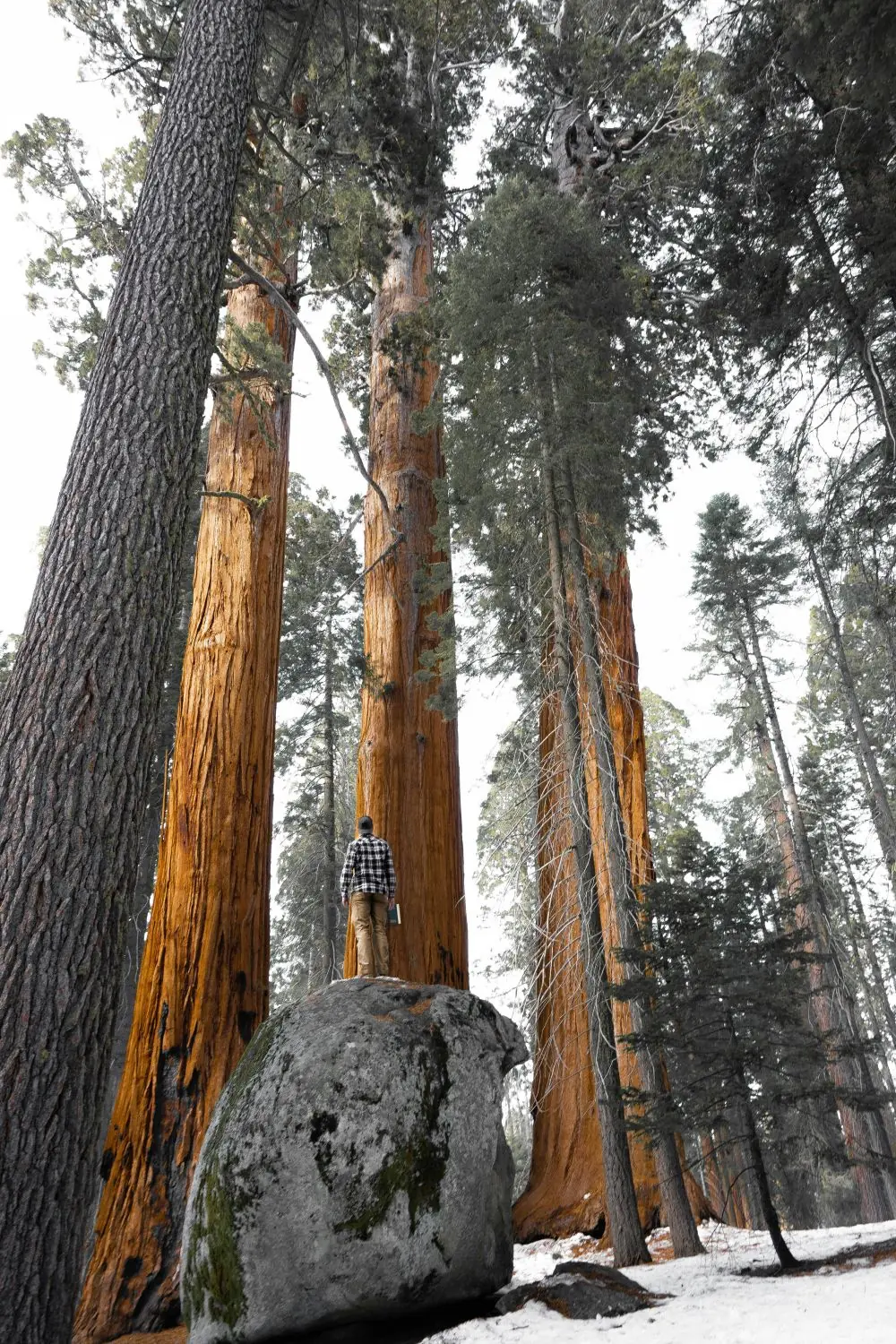 A person standing on a boulder, looking up at giant sequoia trees